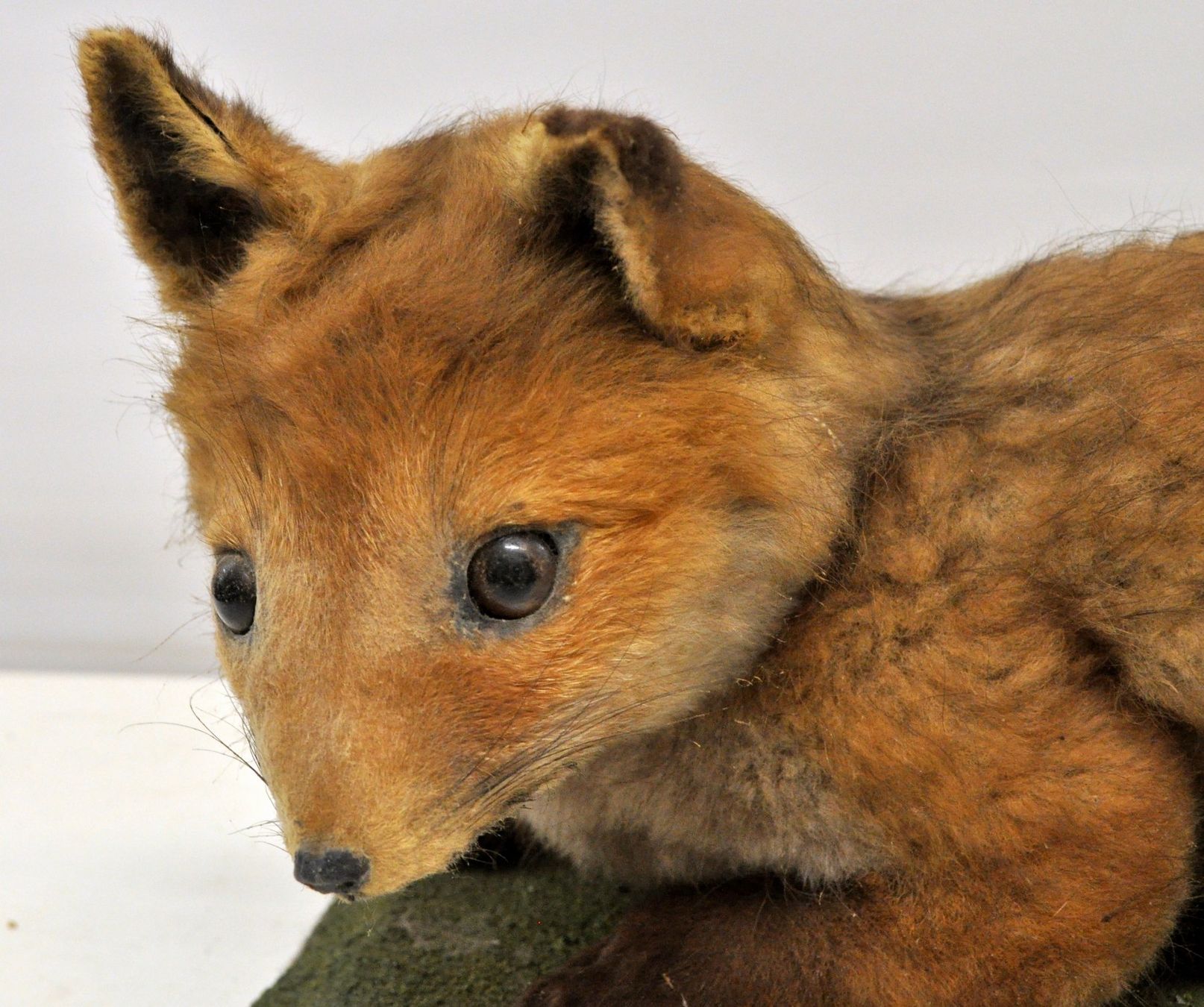 Welt der Tiere: Renardeau naturalisé – Gebraucht aus Neuchâtel von Neuchatel 6