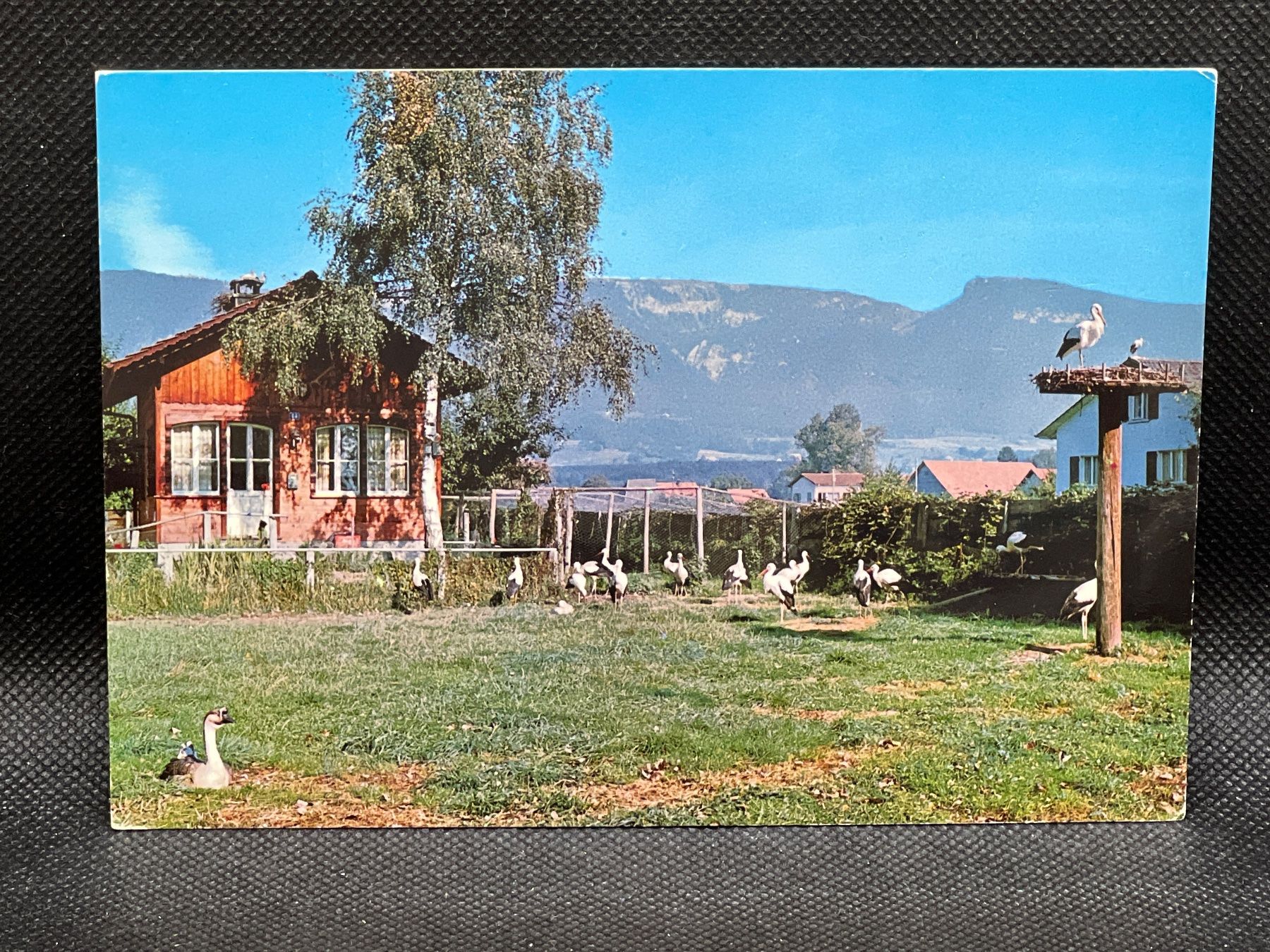 Cartoline postali: Schweiz. Vogelwarte Sempach: Ansiedlungsversuch von Störchen – Usato da Widnau venduto da Brusi9