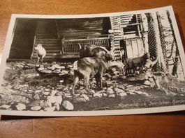 Interlaken, Alpenwildpark Harder, um 1950, ungelaufen