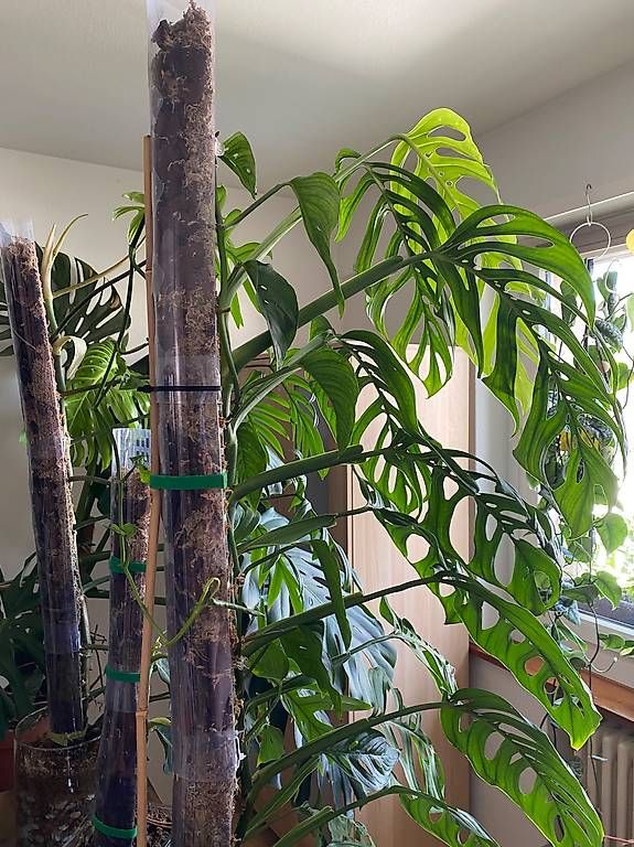 Piante & sementi: Monstera Epipremnoides Esqueleto – Usato da Pratteln venduto da Sylvie027 2