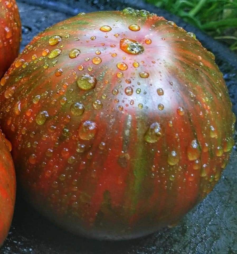 Piante & sementi: 30 Samen CHOCOLATE STRIPES Tomate – Nuovo (secondo la descrizione) da Ehrendingen venduto da VerveinaSamen 2