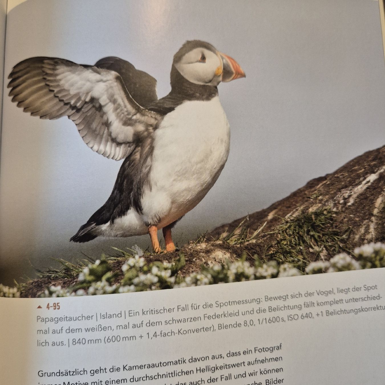 Libri: Faszination Vogelfotografie – Nuovo (secondo la descrizione) da Weinfelden venduto da piadesha 6