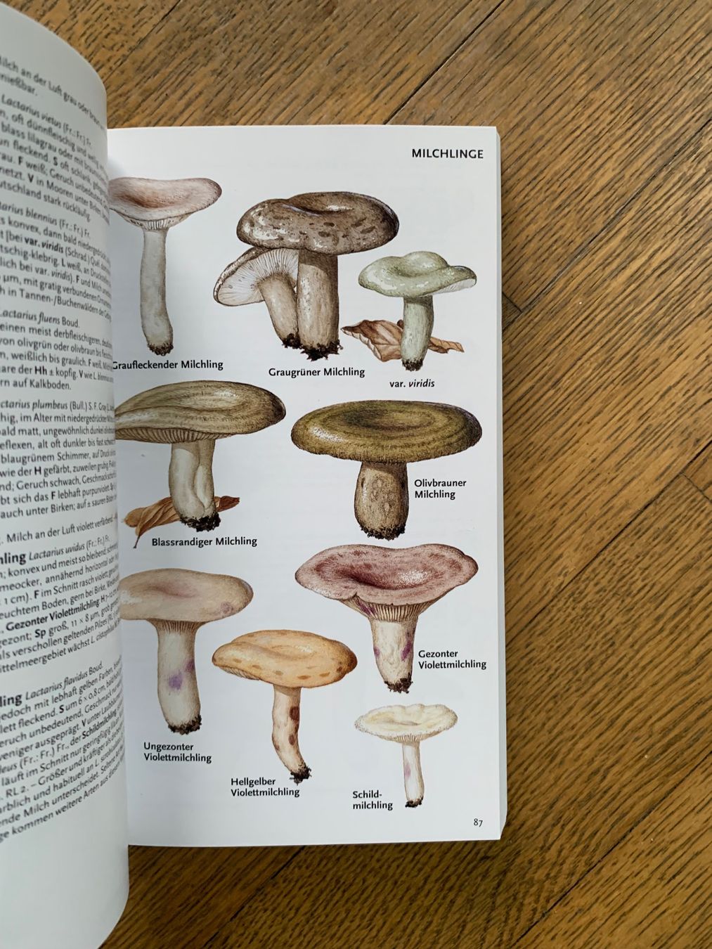 Libri: Pareys Buch der Pilze – Usato da Obfelden venduto da Zocci 1