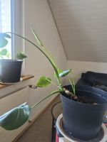 Monstera Pflanze im Topf mit neuem Austrieb