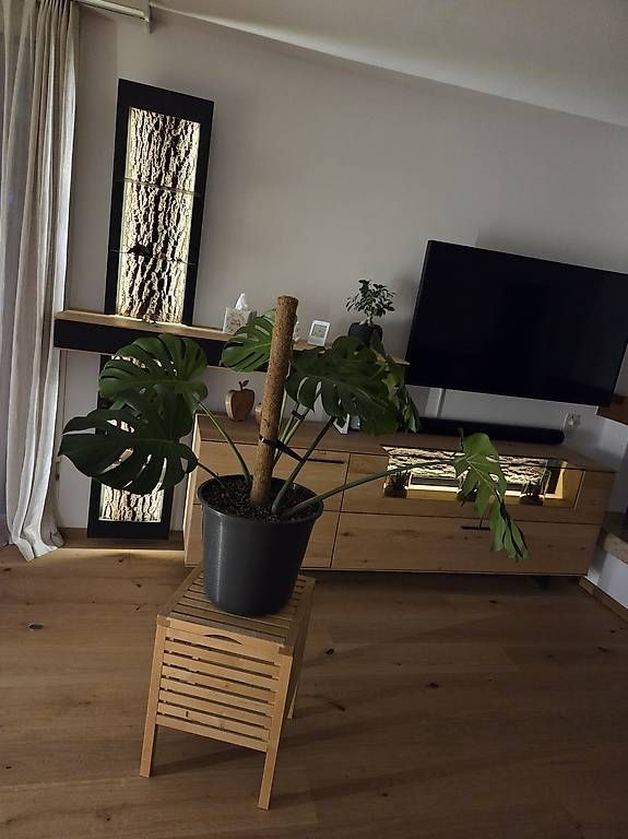 Pflanzen & Samen: Monstera Deliciosa – Gebraucht aus Jona von pau_g7rc 2
