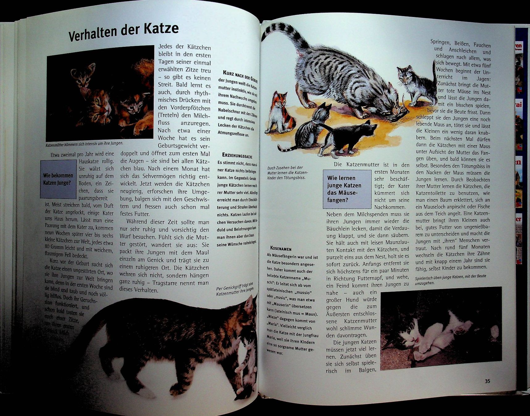 Livres: Was ist was Band 59 Katzen – D'occasion à Reitnau par Zaomir 8