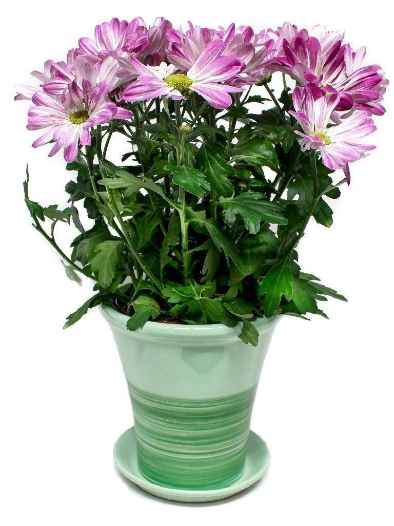Vasi per fiori: Blumentopf/Pflanzentopf inkl.Untersetzer – Nuovo e nell'imballaggio originale da Zürich venduto da StellaKar 3