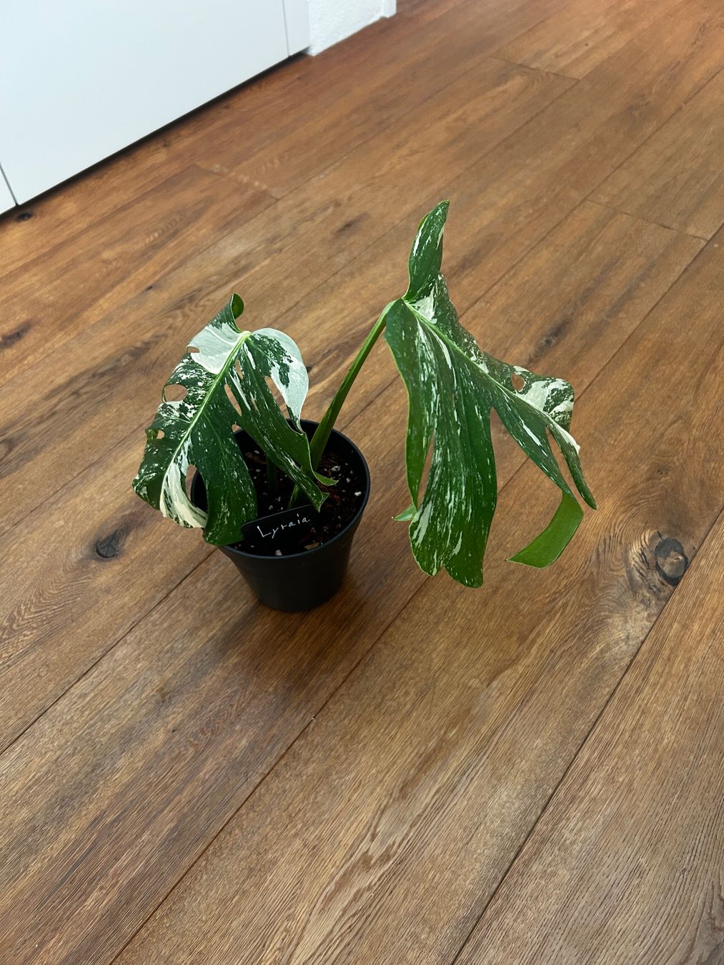Piante & sementi: Monstera variegata💚 – Usato da Wattwil venduto da Mikesplantshop 2