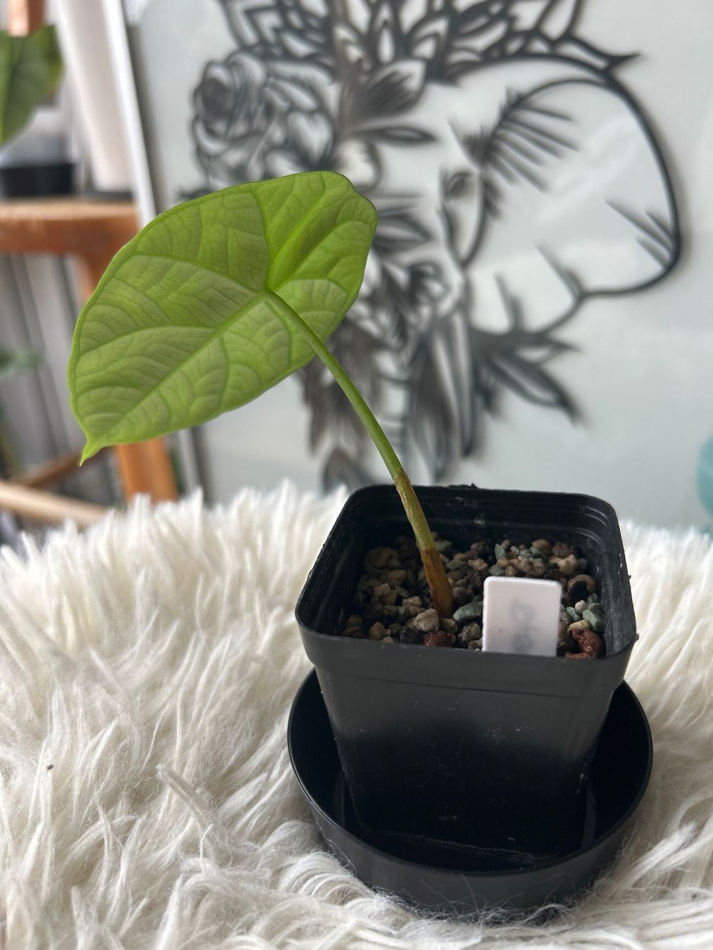 Piante & sementi: Alocasia Sinuata – Nuovo (secondo la descrizione) da Scherzingen venduto da Elefantenohr.ch 1