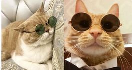 NEUE Brille für Tiershootings mit schwarzen Gläsern - 224249