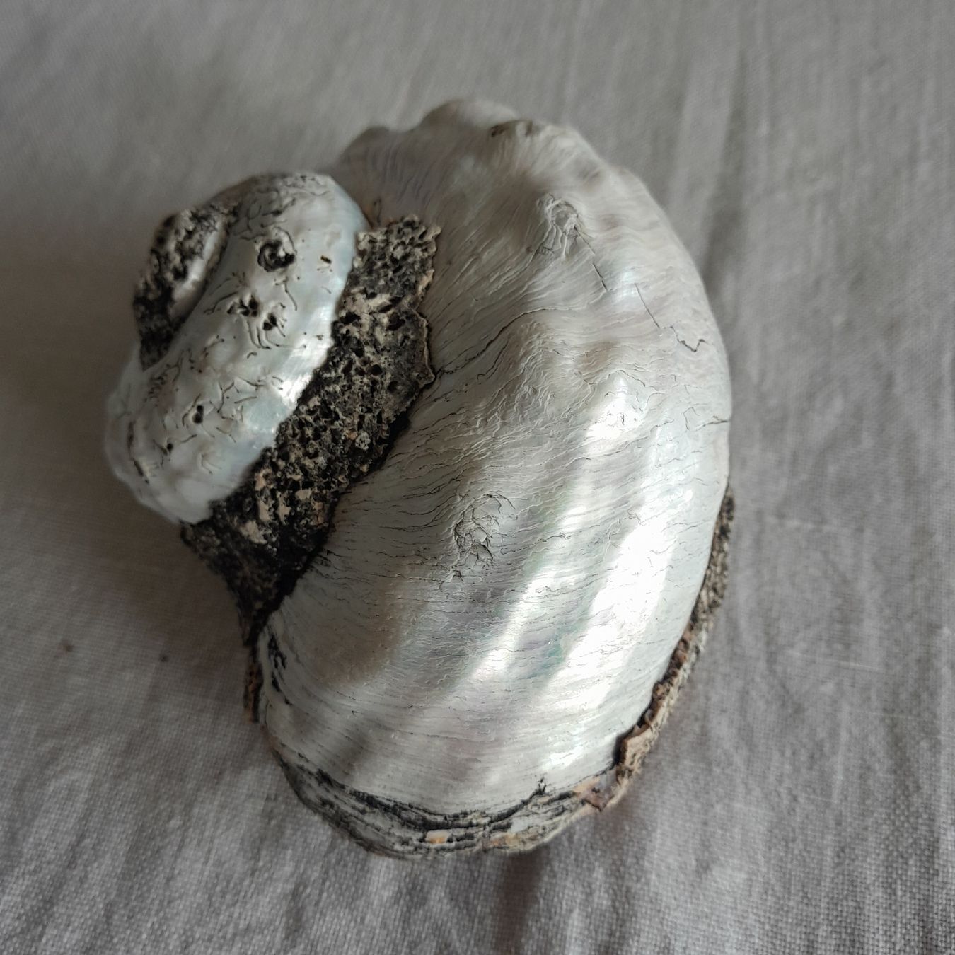 Fossilien: 2er Set, grosse Perlmutt Turbo-Schnecken – Gebraucht aus Knutwil von Kompex 3