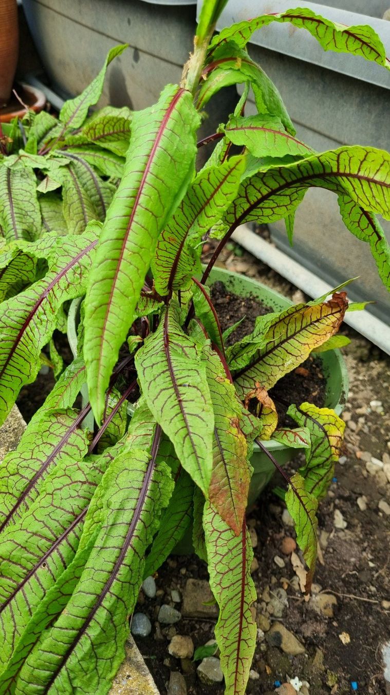 Piante & sementi: Blutampfer - Rumex sanguineus – Usato da Oberentfelden venduto da Myri13 2