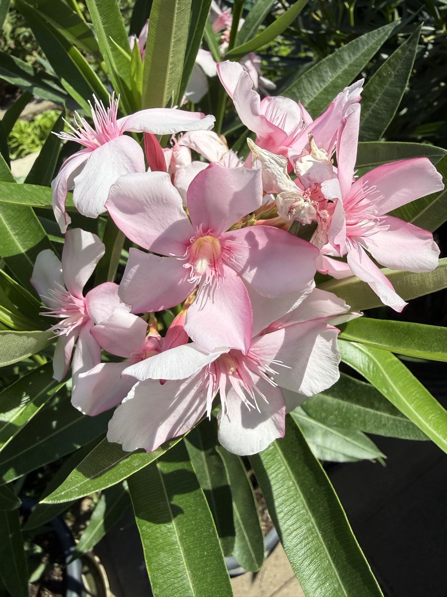 Piante & sementi: Oleander Jungpflanze, Virginie Rarität – Usato da Gipf-Oberfrick venduto da zaruscha 2