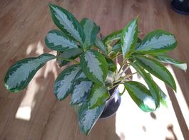 Aglaonema Jubilee / 4 Stück in einem Topf!