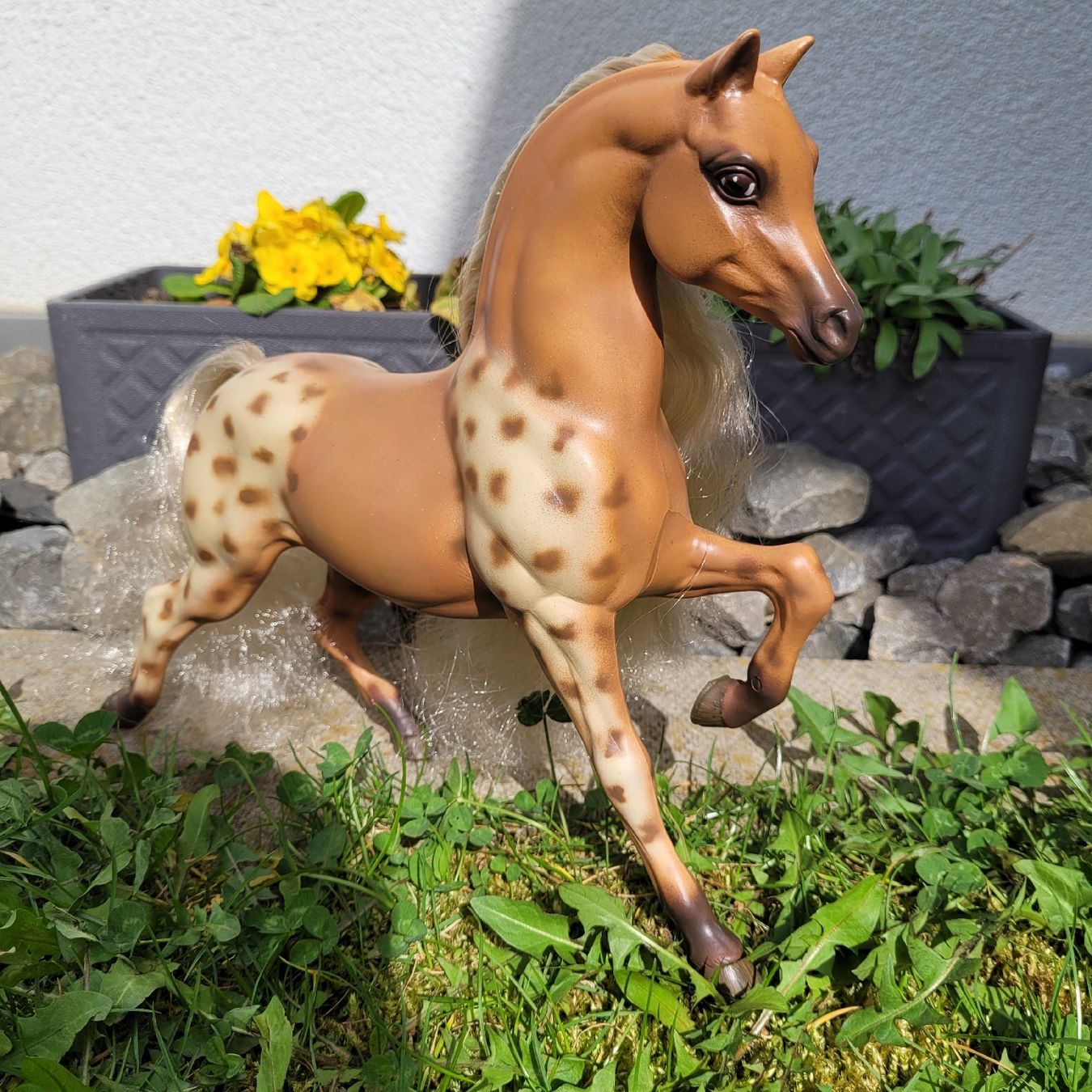 Giocattoli: Barbie Pferd Hengst Aslan Repaint Unikat – Usato da Niederbuchsiten venduto da klengyel 6