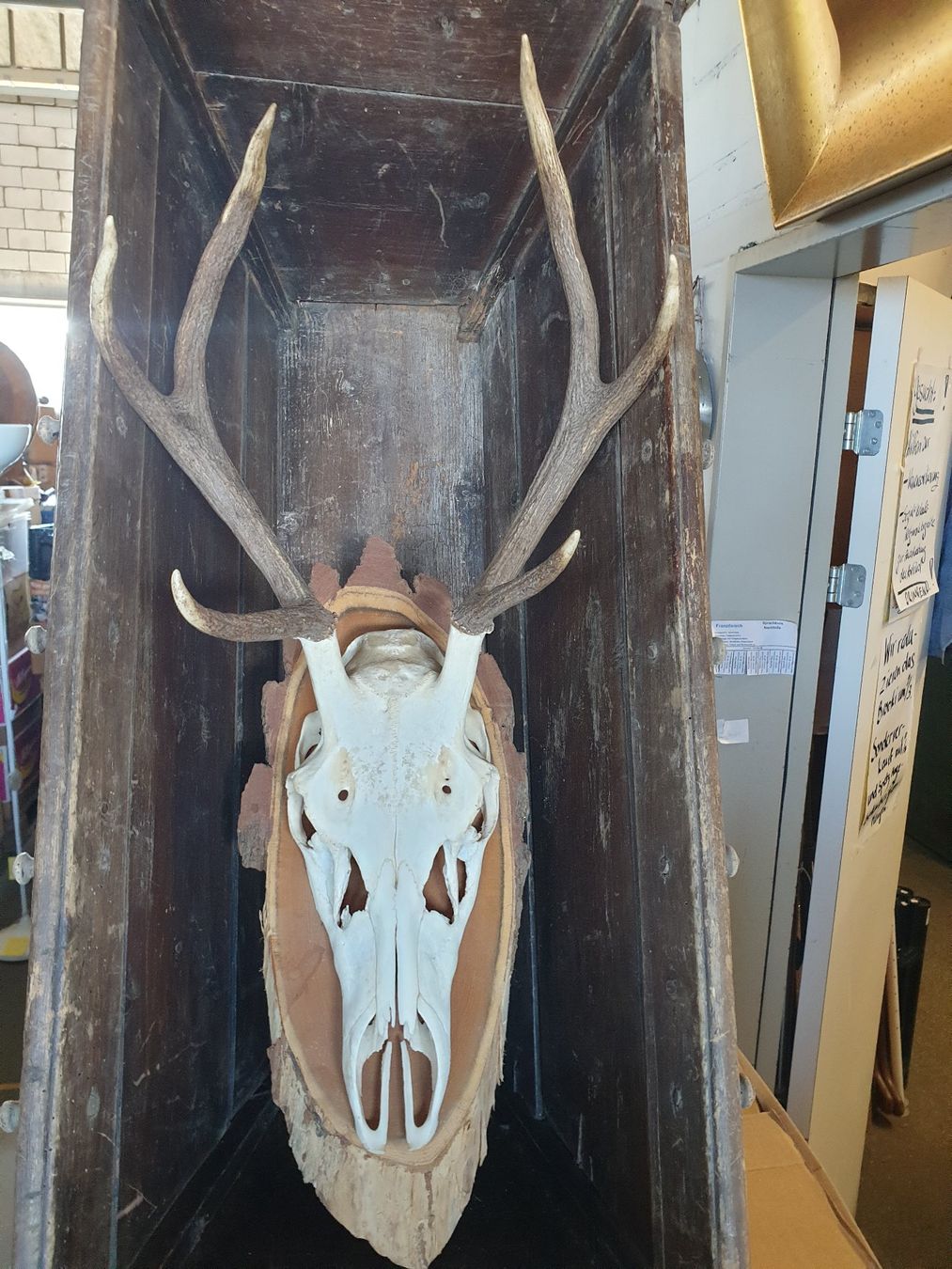 Sonstiges zum Sammeln & Seltenes: Hirschgeweih mit Schädel 6 Ender 35 X 80cm echte Jagttrophäe – Gebraucht aus Wädenswil von tome70 1