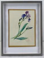 Schwertlilie (Iris) - Original Aquarell signiert Hürlimann