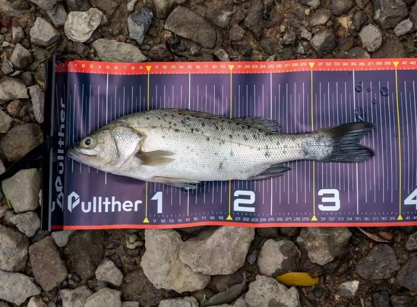 Misurare: Fisch Messband, NEU Originalverackt – Nuovo e nell'imballaggio originale da Steinhausen venduto da gia_8nwz 2