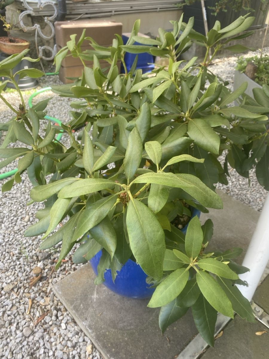Piante & sementi: Garten  – Usato da Krummenau venduto da Schmudel 1