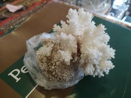 Gelenk Muschel Spondylus echinatus Spondylida Muscheln Cebu