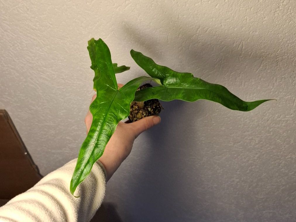 Pflanzen & Samen: Alocasia Sabrina – Gebraucht aus Hausen AG von Pflaenzlioase