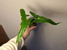 Alocasia Sabrina