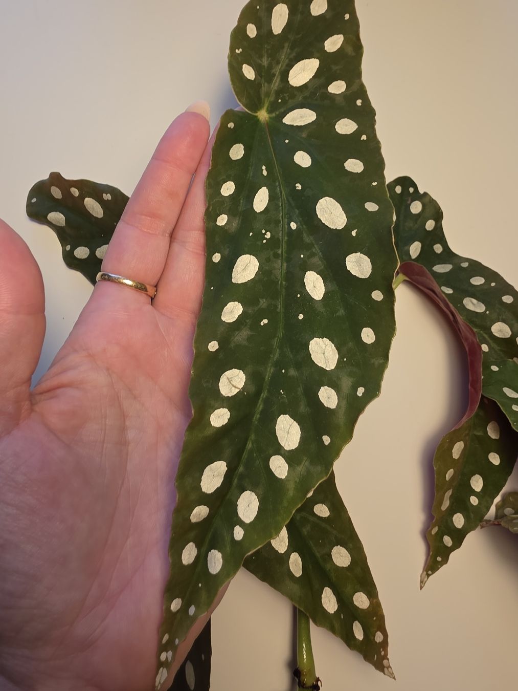 Piante & sementi: Begonia maculata Stecklinge – Usato da Kriegstetten venduto da son_c5nh 2