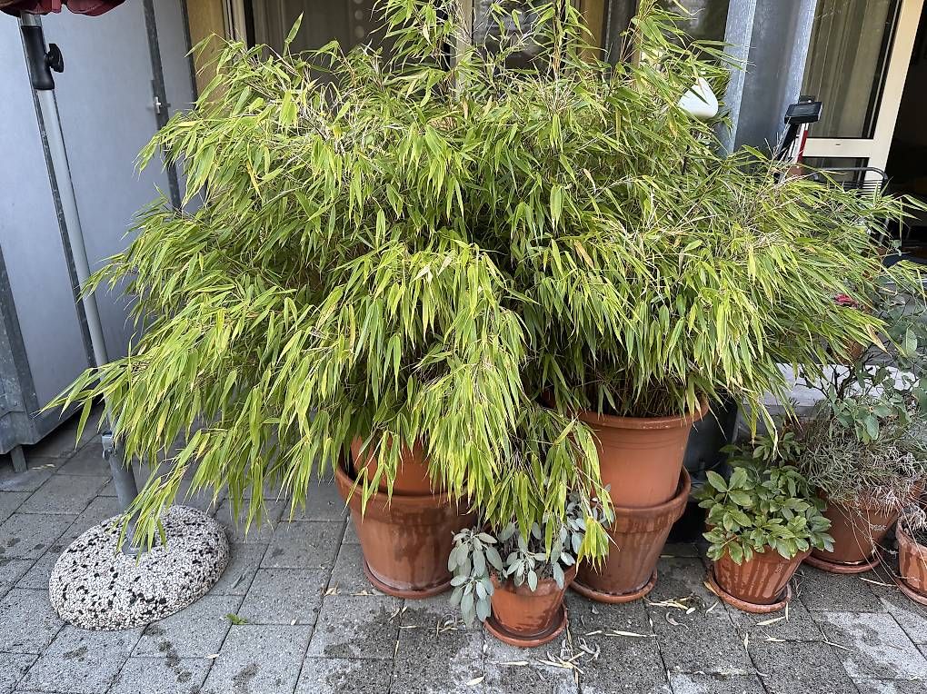Piante & sementi: Bambus – Usato da Münchenbuchsee venduto da ilena8 1