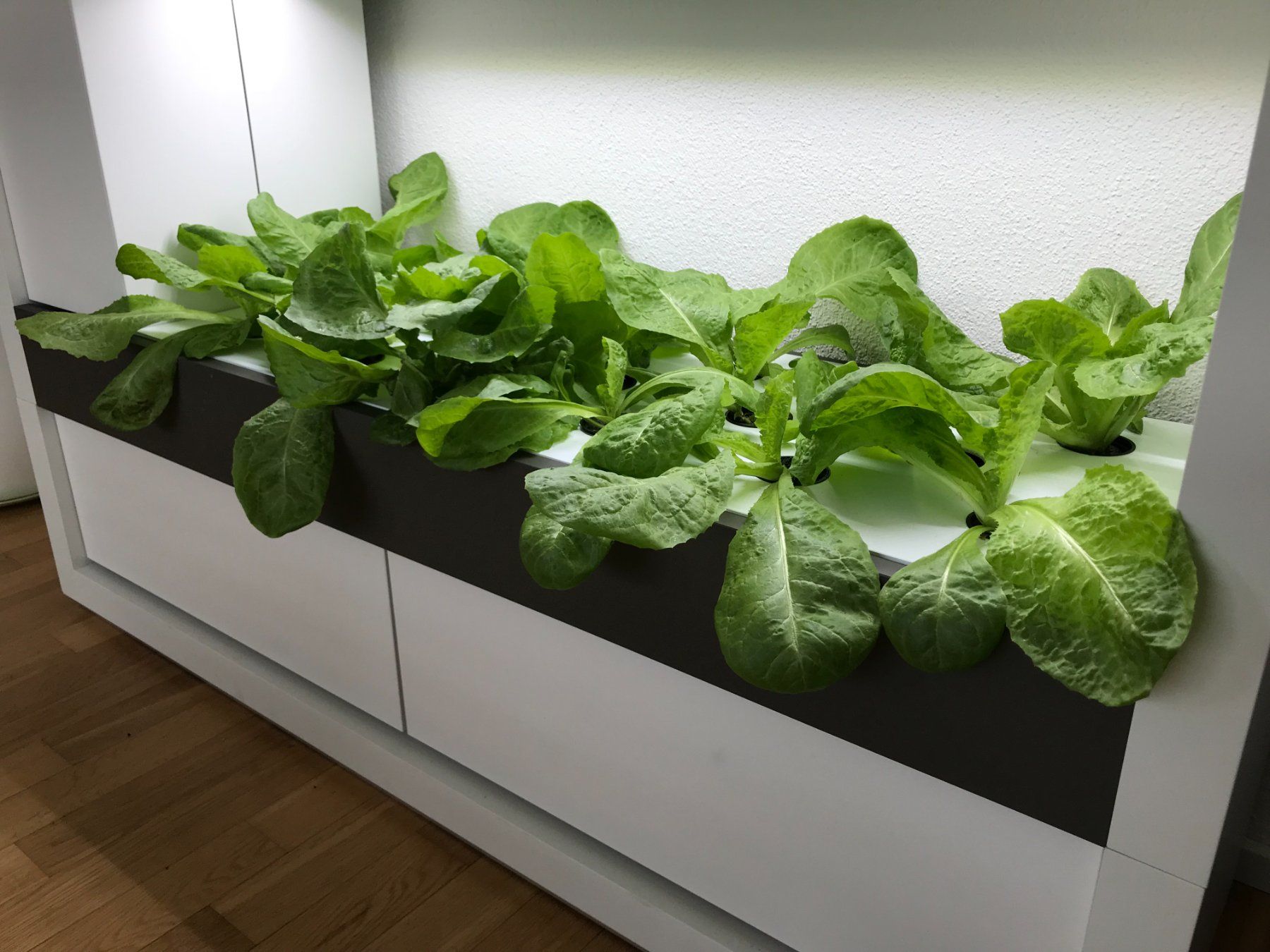 Altro: Hydroponik - Smart Indoor Farming System – Usato da Merenschwand venduto da palyaa 1