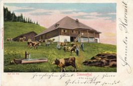 Simmental   BE    -   Kühe auf der Alp     um  1 9 0 5