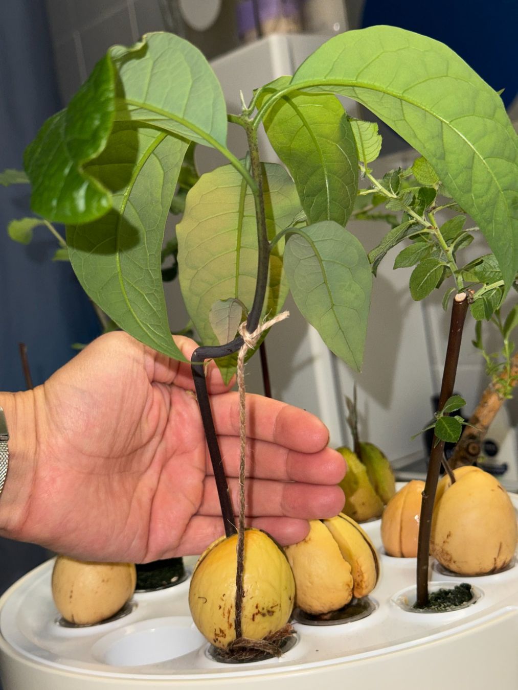 Piante & sementi: Avocado Baum (curved trunk) – Nuovo (secondo la descrizione) da Schlieren venduto da Edgar_k 8