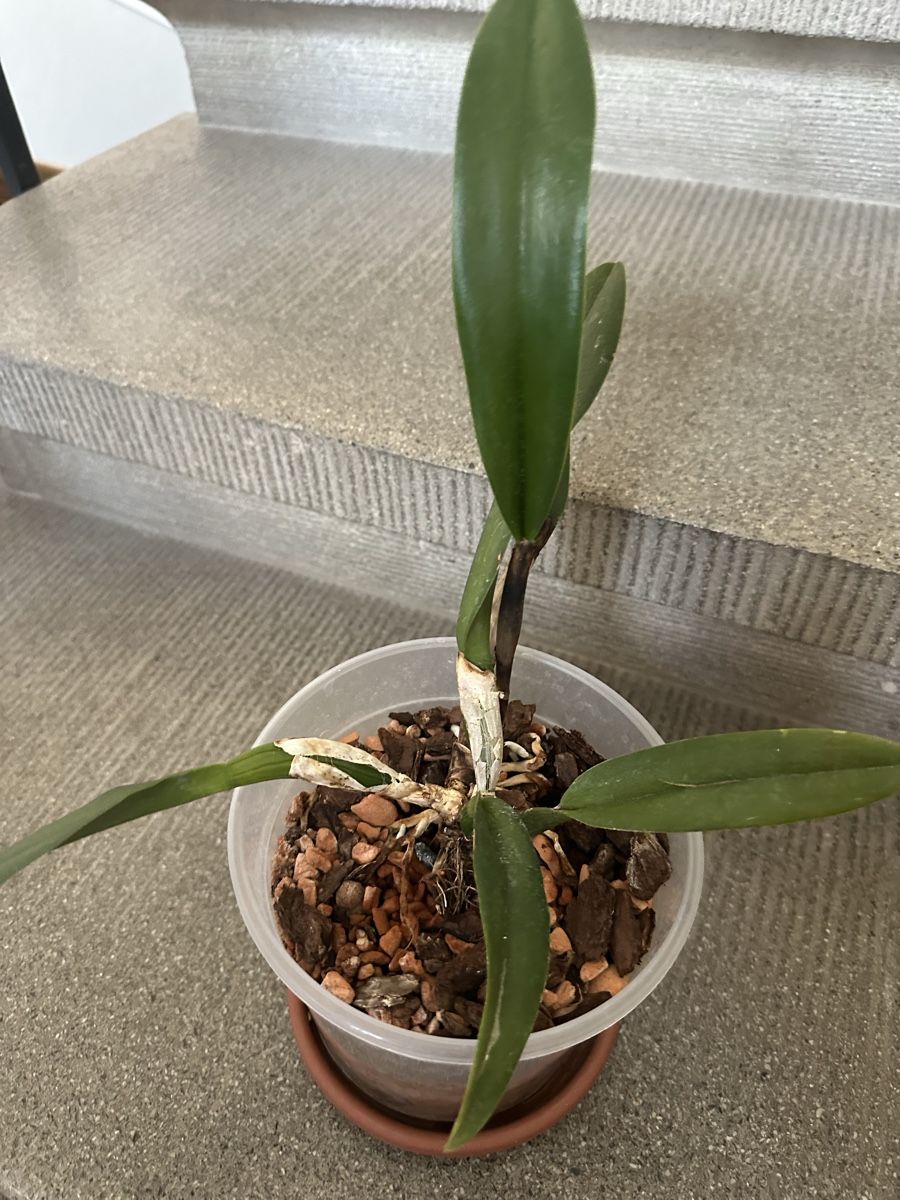 Piante & sementi: Cattleya – Usato da Bern venduto da womiman 1