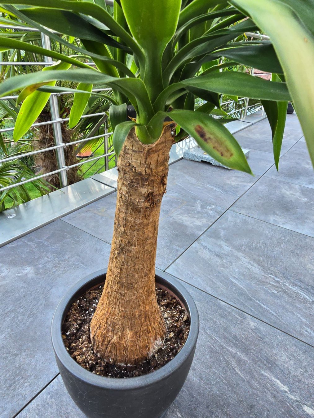 Plantes & graines: Prächtige Yucca-Palme – D'occasion à Aarburg par Glitzerschein 3
