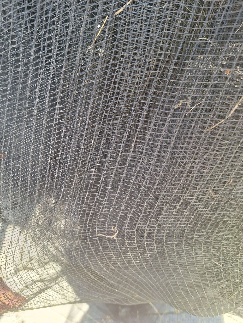 Griglie e Inferriate: Schutznetz / Vogelschutz / Hagelnetz – Usato da Ohmstal venduto da farmer94