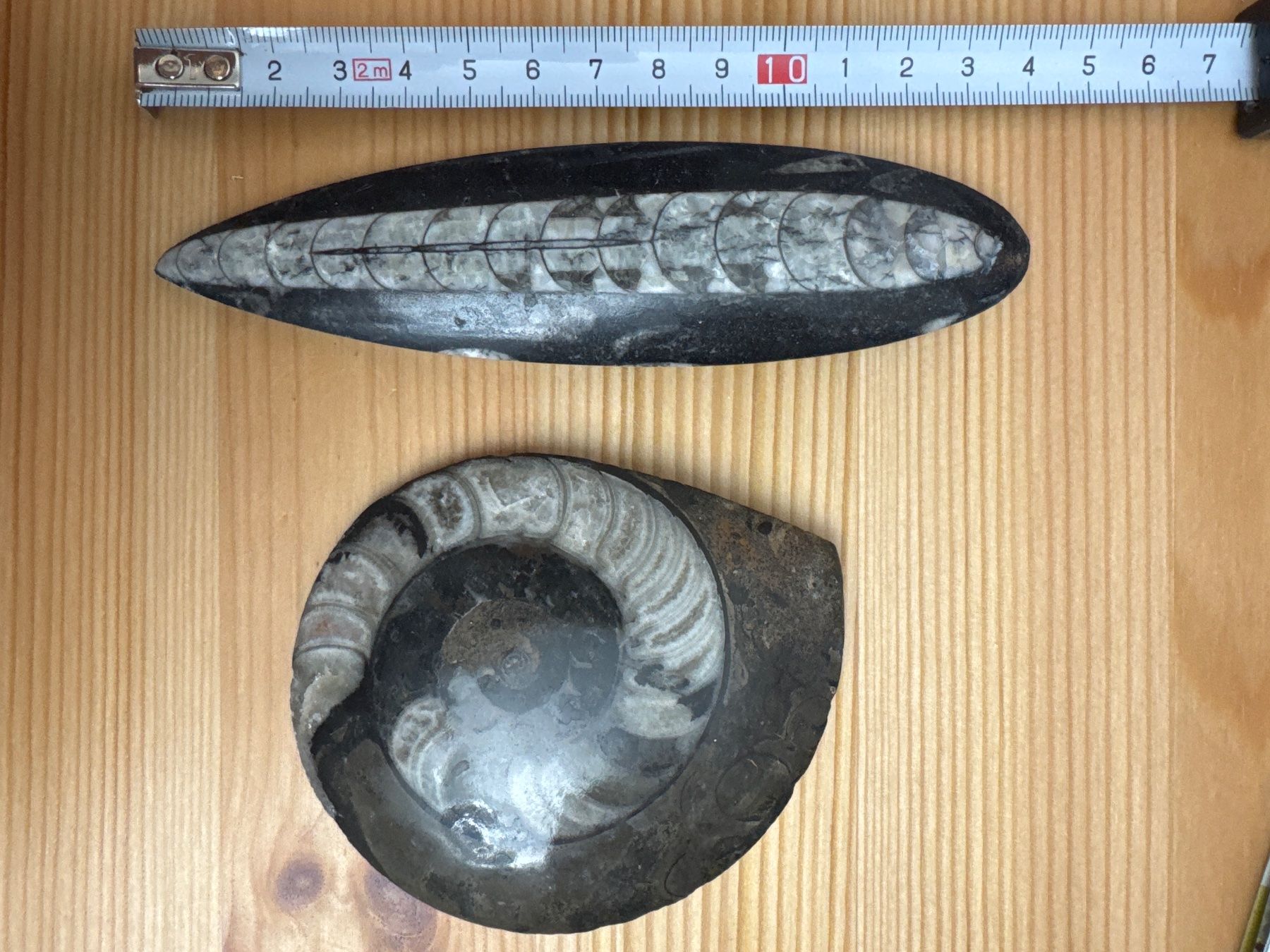 Fossilien: Ammonit und Orthoceras-Fossil – Neu (gemäss Beschreibung) aus Zürich von Tarafo5