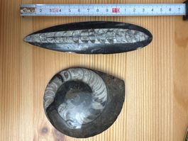 Ammonit und Orthoceras-Fossil