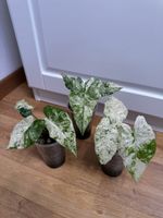 🌱 Alocasia odora batik