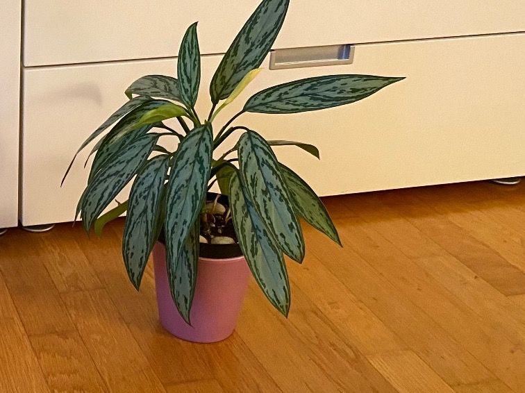 Pflanze „Kolbenfaden“ inkl. Topf Kaufen auf Ricardo