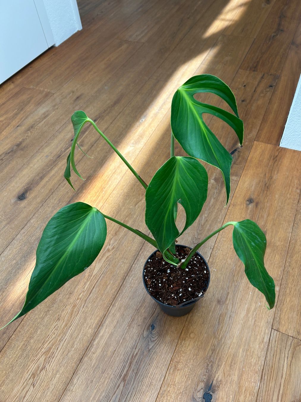 Piante & sementi: Monstera Burle Marx Flame – Nuovo e nell'imballaggio originale da Wattwil venduto da Mikesplantshop 1