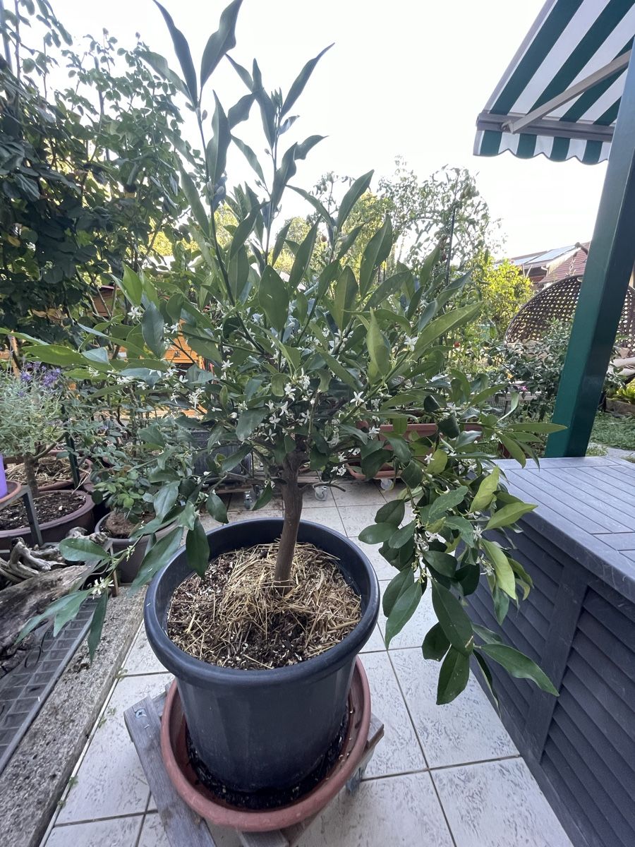 Piante & sementi: Calamondin Zitruspflanze – Nuovo (secondo la descrizione) da Bäretswil venduto da Evamaria1 2