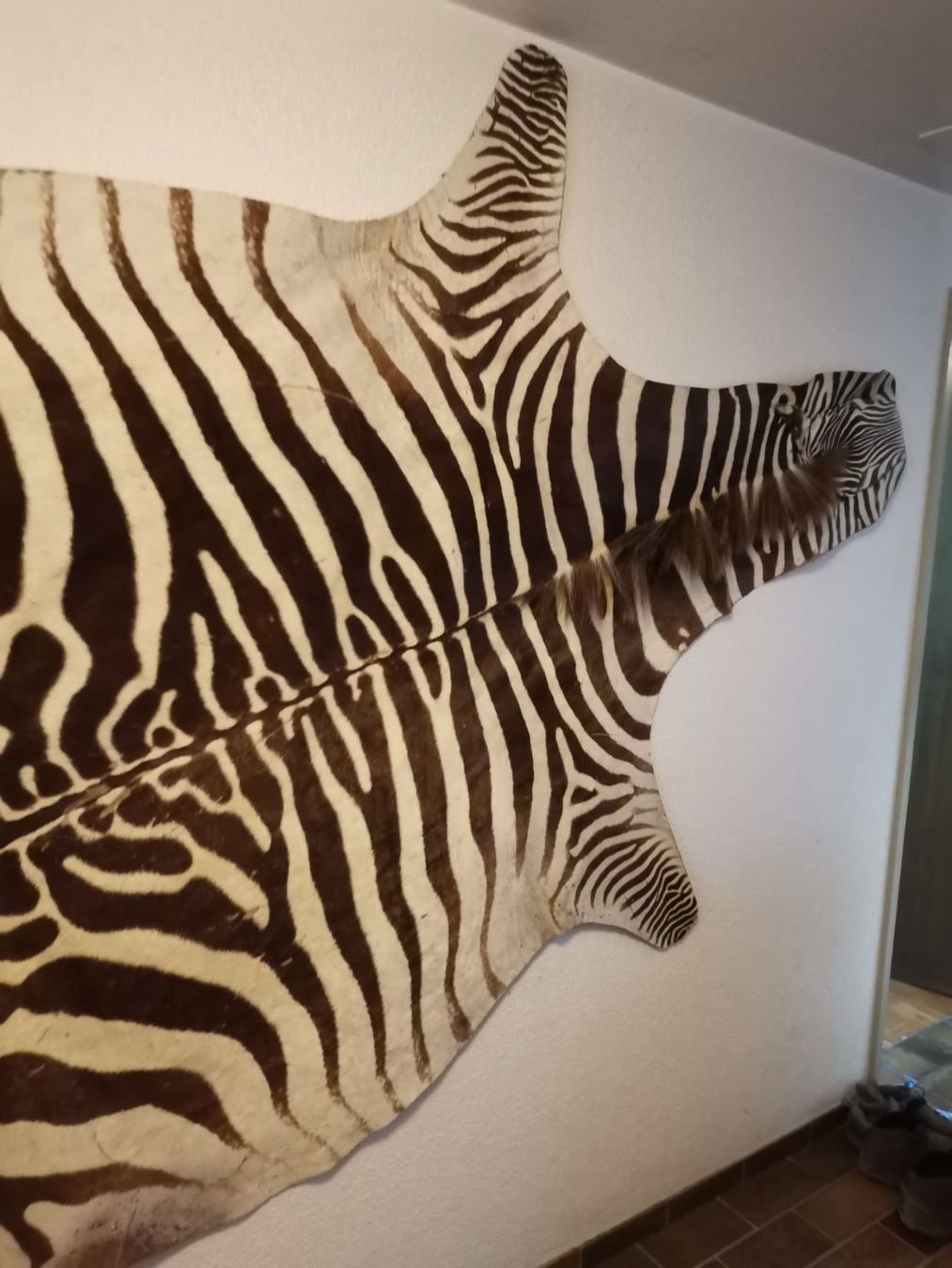 Il mondo degli animali: Zebrafell, Zebrahaut, Echtes Zebrafell, Fell, Afrika – Usato da Wiedlisbach venduto da Kreislaufmaterial 2