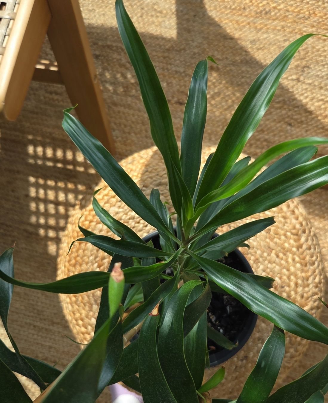 Plantes & graines: Drachenbaum (ca. 62cm) – D'occasion à Zürich par wile_coyote 2