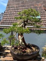 Bonsai Itoigawa Wacholder