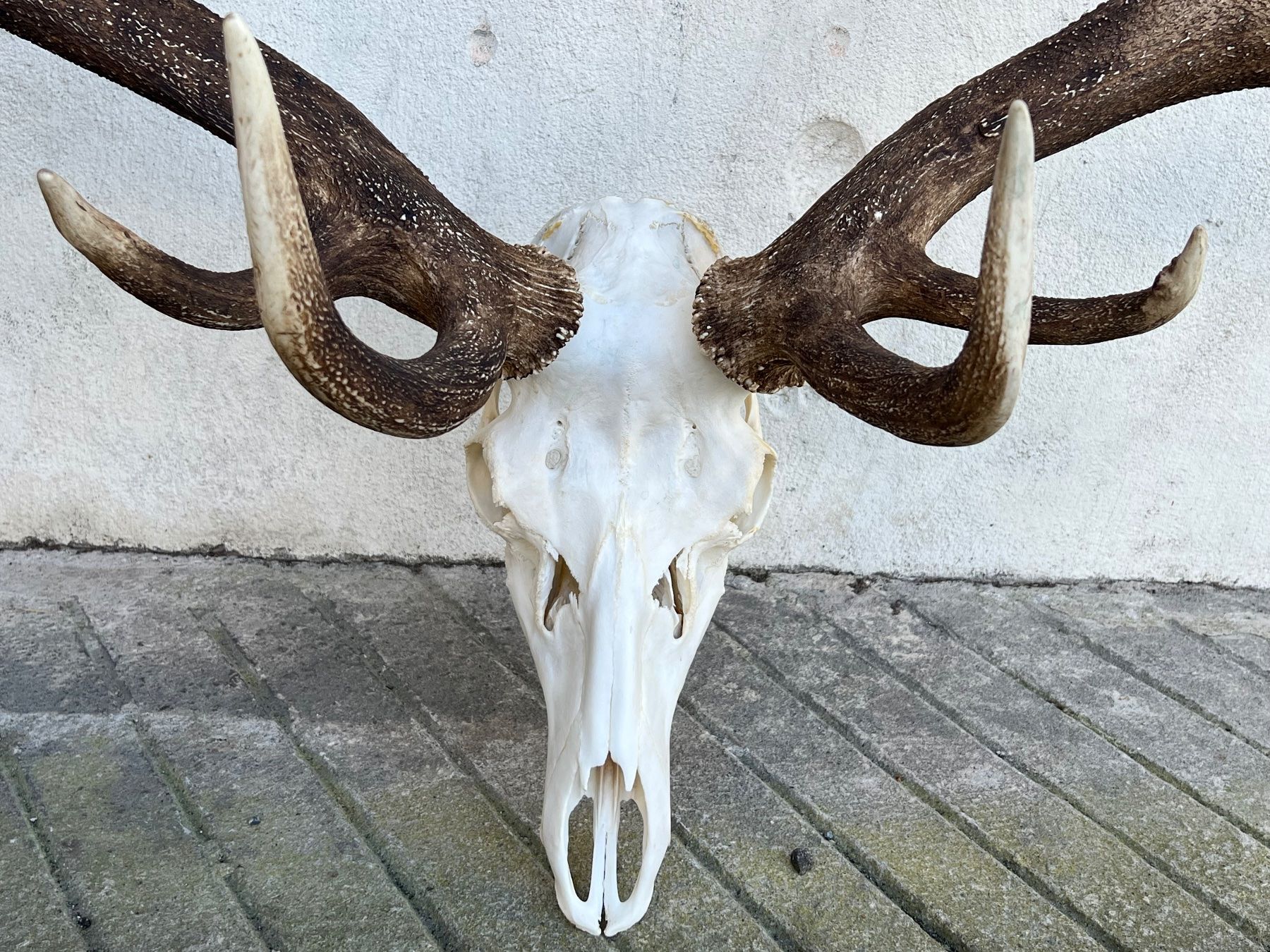 Altre raccolte & rarità: Hirsch Geweih 11,7 Kg riesig! – Usato da Vaduz venduto da Vella007 3