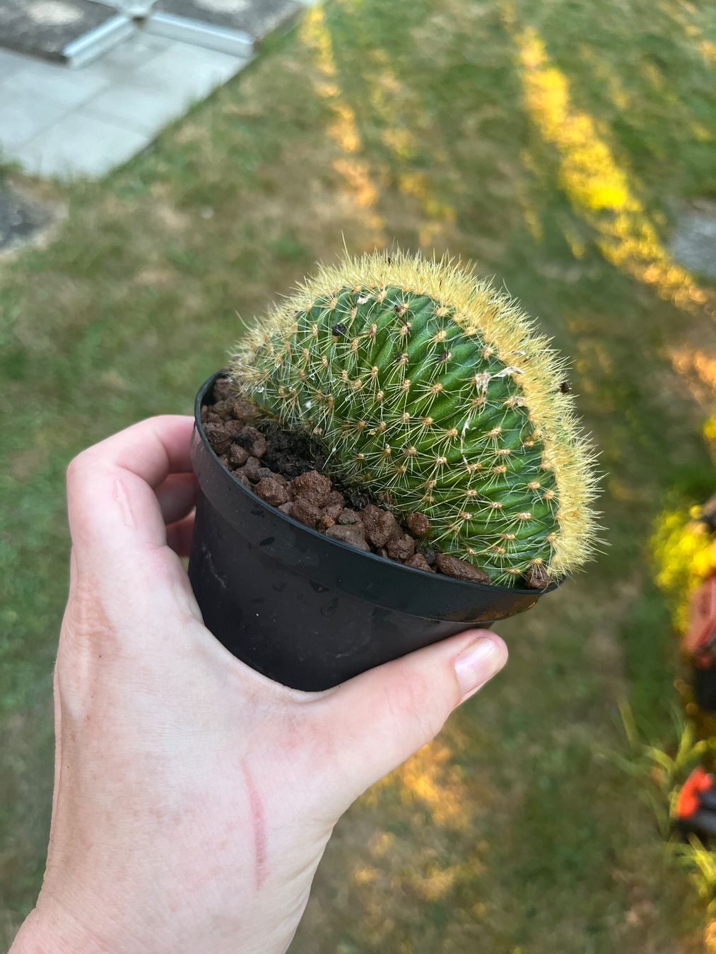 Plantes & graines: Cactus – D'occasion à Porrentruy par Madamebovary 2