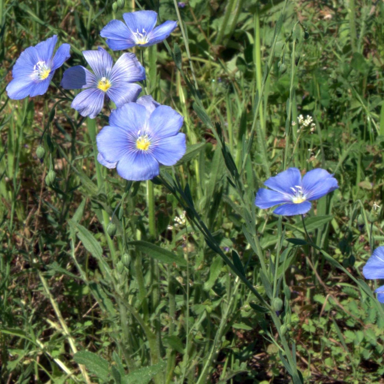 Piante & sementi: LINUM AUSTRIACUM - BLAUE STAUDEN - LEIN - HELLBLAU/BLAU – Nuovo (secondo la descrizione) da Buchs AG venduto da fischli610 5