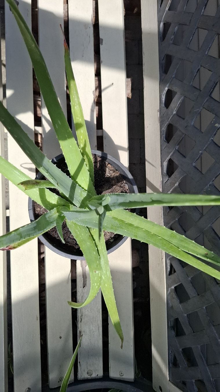 Pflanzen & Samen: Aloe Vera Pflanze ca. 50cm – Gebraucht aus Emmen von Tigerlady 2