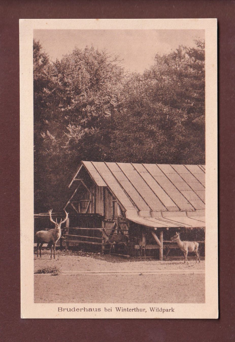 Cartoline postali: BRUDERHAUS bei Winterthur - Wildpark – Usato da Pully venduto da nicecards