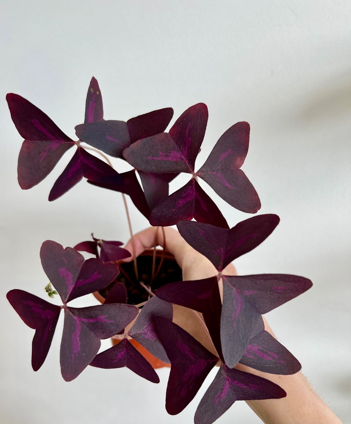 Piante & sementi: Oxalis Triangularis, Roter Glücksklee – Usato da Glattpark(Opfikon) venduto da ste_n99y 2