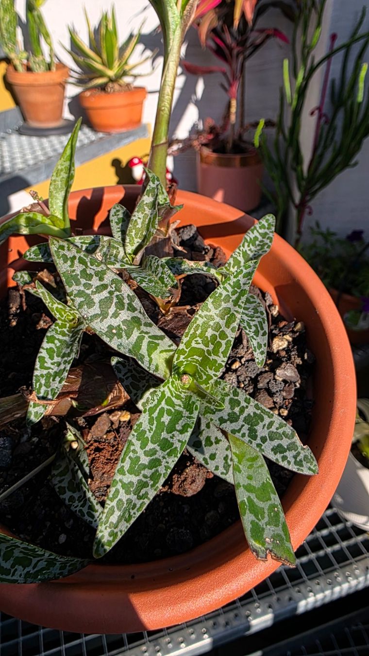 Piante & sementi: Ledebouria socialis – Nuovo (secondo la descrizione) da Zürich venduto da The_Plant_Wizard